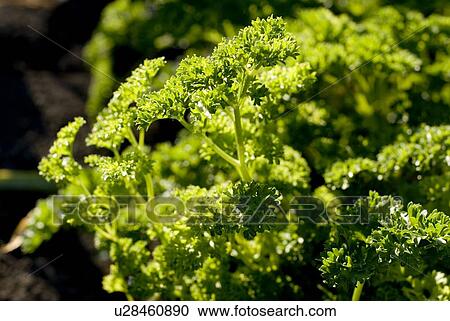 Stock Image - Close-up organic parsley, Manitoba, Canada. Fotosearch