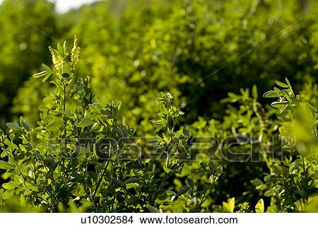 Close-up yellow clover, organic garden, Manitoba, Canada View Large Photo Image Picture - Close-up yellow clover, organic garden, Manitoba, Canada. Fotosearch