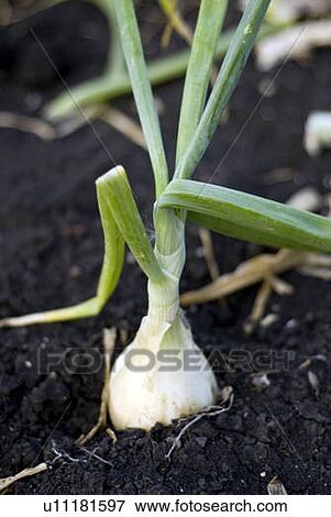 Cooking onions in the ground, organic garden, Manitoba, Canada View Large Photo Image Stock Photo - Cooking onions in the ground, organic garden, Manitoba, Canada. Fotosearch