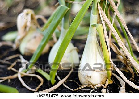 Cooking onions in the ground, organic garden, Manitoba, Canada View Large Photo Image Stock Photography - Cooking onions in the ground, organic garden, Manitoba, Canada. Fotosearch