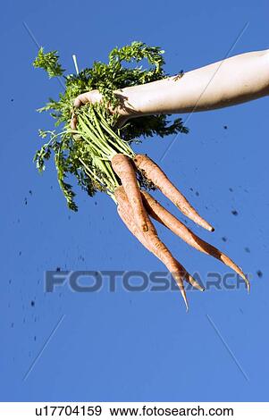 Stock Photo - Dirt falls from bunch of organic carrots against blue sky, Manitoba Canada. Fotosearch