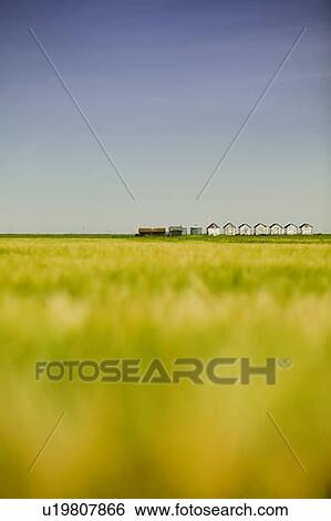 Stock Photograph - Distant row of granaries, barley field in foreground, Saskatchewan, Canada. Fotosearch