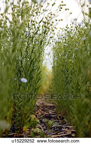 Stock Image - Flax stalks and blossoms, Saskatchewan, Canada. Fotosearch