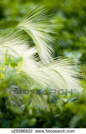 Foxtail barley in yellow clover, organic garden, Manitoba, Canada View Large Photo Image Stock Image - Foxtail barley in yellow clover, organic garden, Manitoba, Canada. Fotosearch