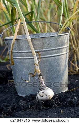 Stock Photography - Fresh garlic beside galvanized bucket, organic garden, Manitoba, Canada. Fotosearch