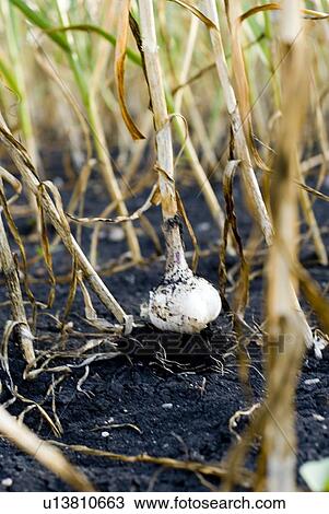 Stock Image - Fresh garlic, organic garden, Manitoba, Canada. Fotosearch