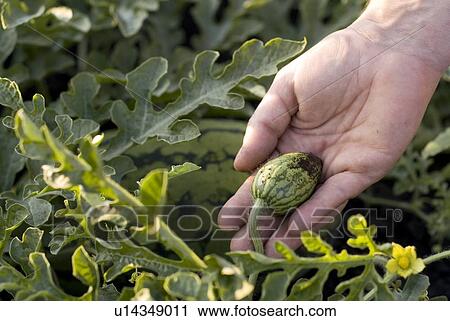 Hand holding tiny organic watermelon on the vine, Manitoba, Canada View Large Photo Image Stock Image - Hand holding tiny organic watermelon on the vine, Manitoba, Canada. Fotosearch