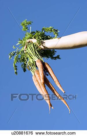 Stock Photograph - Hand holds a bunch of organic carrots against blue sky, Manitoba Canada. Fotosearch