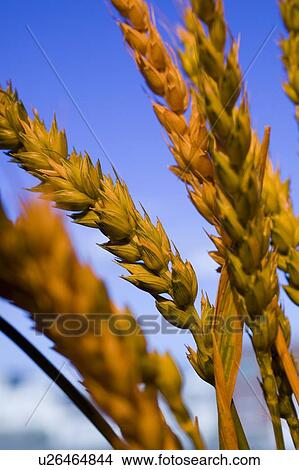Head of wheat, Saskatchewan, Canada View Large Photo Image Picture - Head of wheat, Saskatchewan, Canada. Fotosearch