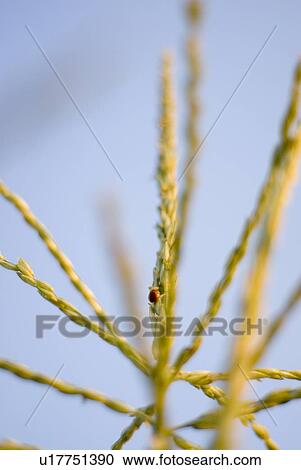 Stock Image - Ladybug on top of corn plant, organic garden, Manitoba, Canada. Fotosearch