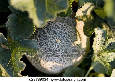 Organic cantaloupe on the vine, Manitoba, Canada View Large Photo Image Picture - Organic cantaloupe on the vine, Manitoba, Canada. Fotosearch