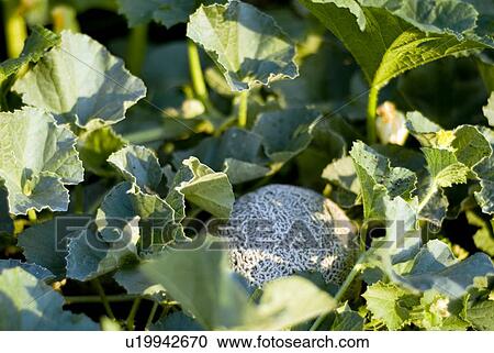 Stock Image - Organic cantaloupe on the vine, Manitoba, Canada. Fotosearch