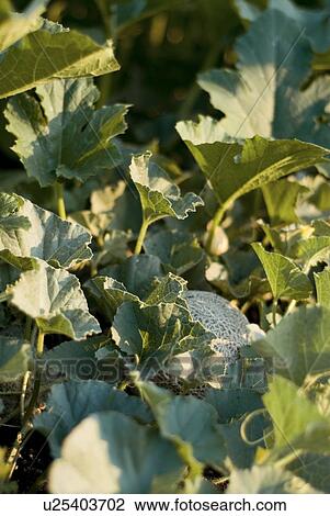 Stock Image - Organic cantaloupe on the vine, Manitoba, Canada. Fotosearch