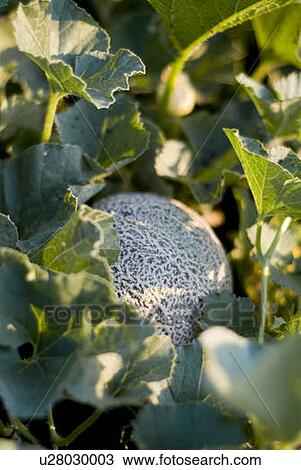 Organic cantaloupe on the vine, Manitoba, Canada View Large Photo Image Stock Image - Organic cantaloupe on the vine, Manitoba, Canada. Fotosearch