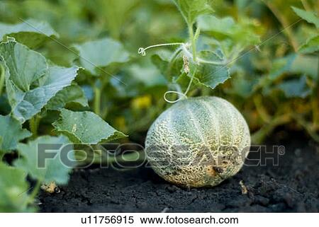Organic cantaloupe on the vine, Manitoba, Canada View Large Photo Image Stock Photography - Organic cantaloupe on the vine, Manitoba, Canada. Fotosearch