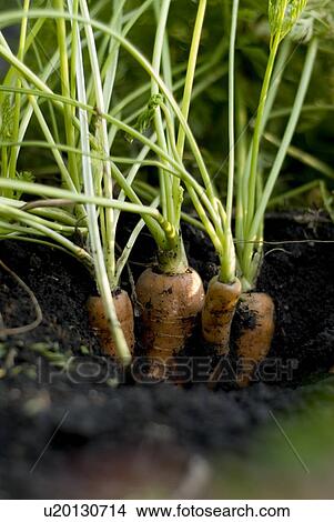 Picture - Organic carrots in ground, organic garden, Manitoba, Canada. Fotosearch