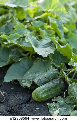 Organic cucumbers on the vine, organic garden, Manitoba, Canada View Large Photo Image Picture - Organic cucumbers on the vine, organic garden, Manitoba, Canada. Fotosearch