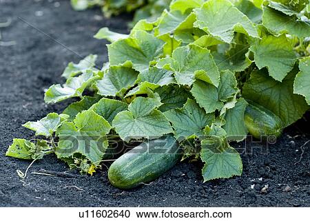 Stock Image - Organic cucumbers on the vine, organic garden, Manitoba, Canada. Fotosearch