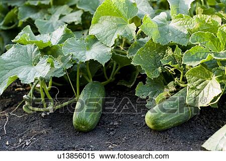 Stock Photography - Organic cucumbers on the vine, organic garden, Manitoba, Canada. Fotosearch