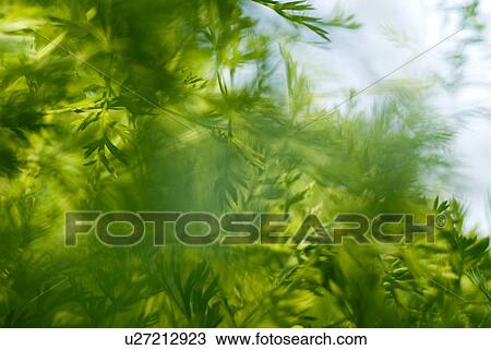 Stock Image - Organic parsley, Manitoba, Canada. Fotosearch
