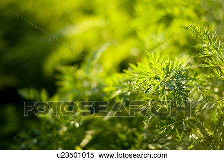 Organic parsley, Manitoba, Canada View Large Photo Image Stock Photography - Organic parsley, Manitoba, Canada. Fotosearch