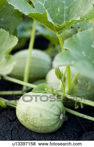 Organic spaghetti squash on the vine, Manitoba, Canada View Large Photo Image Stock Photo - Organic spaghetti squash on the vine, Manitoba, Canada. Fotosearch