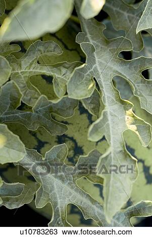 Organic watermelon on the vine, Manitoba, Canada View Large Photo Image Stock Image - Organic watermelon on the vine, Manitoba, Canada. Fotosearch