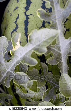 Organic watermelon on the vine, Manitoba, Canada View Large Photo Image Stock Image - Organic watermelon on the vine, Manitoba, Canada. Fotosearch
