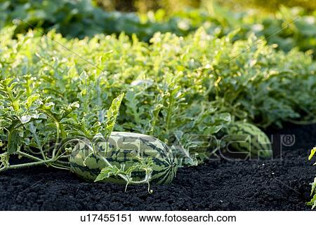 Stock Image - Organic watermelon on the vine, Manitoba, Canada. Fotosearch