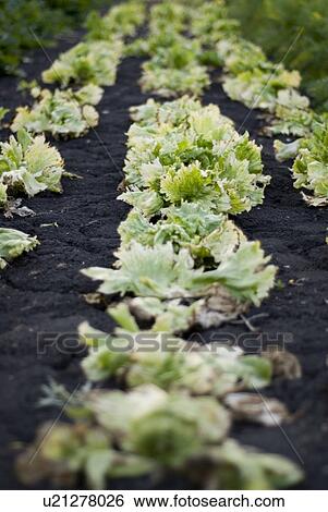 Past-its-prime lettuce, organic garden, Manitoba, Canada View Large Photo Image Stock Photograph - Past-its-prime lettuce, organic garden, Manitoba, Canada. Fotosearch