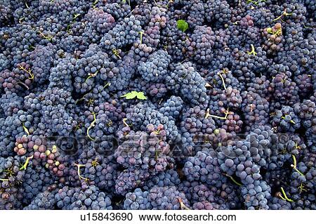 Picked grapes, Okanagan Valley, BC, Canada View Large Photo Image Stock Image - Picked grapes, Okanagan Valley, BC, Canada. Fotosearch