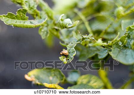 Stock Image - Potato bugs on potato leaves, organic garden, Manitoba, Canada. Fotosearch