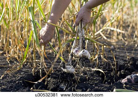 Stock Image - Pulling fresh garlic from the ground, organic garden, Manitoba, Canada. Fotosearch