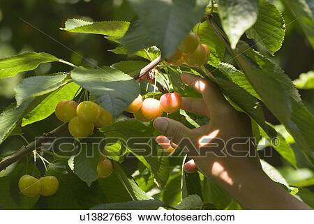 Rainier cherries, a hybrid between Bing and Van cherries, Okanagan Centre, BC Canada View Large Photo Image Stock Image - Rainier cherries, a hybrid between Bing and Van cherries, Okanagan Centre, BC Canada. Fotosearch