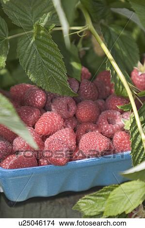 Rasberries, Pemberton, BC, Canada View Large Photo Image Picture - Rasberries, Pemberton, BC, Canada. Fotosearch