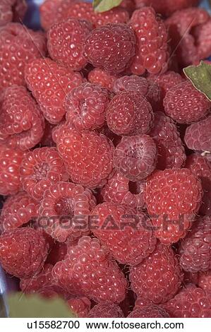 Rasberries, Pemberton, BC, Canada View Large Photo Image Stock Image - Rasberries, Pemberton, BC, Canada. Fotosearch