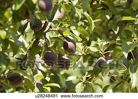 Stock Image - Red pears in orchard, Okanagan Centre, BC Canada. Fotosearch