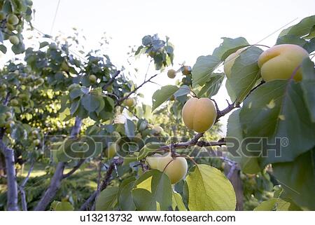 Stock Image - Ripening peaches in orchard, Okanagan Centre, BC Canada. Fotosearch