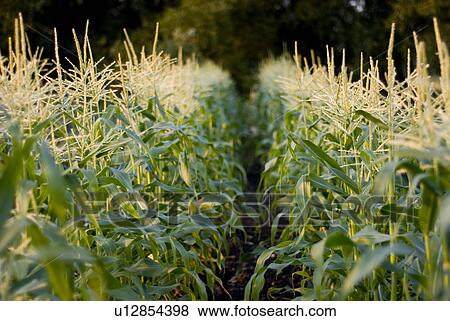 Rows of corn, organic garden, Manitoba, Canada View Large Photo Image Stock Photo - Rows of corn, organic garden, Manitoba, Canada. Fotosearch
