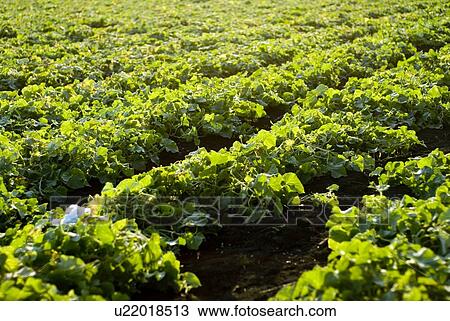 Stock Image - Rows of green beans, organic garden, Manitoba, Canada. Fotosearch