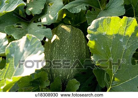 Spaghetti squash on the vine, organic garden, Manitoba, Canada View Large Photo Image Stock Image - Spaghetti squash on the vine, organic garden, Manitoba, Canada. Fotosearch