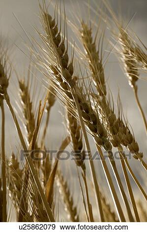 Stock Photo - Stalks of wheat, Saskatchewan, Canada. Fotosearch