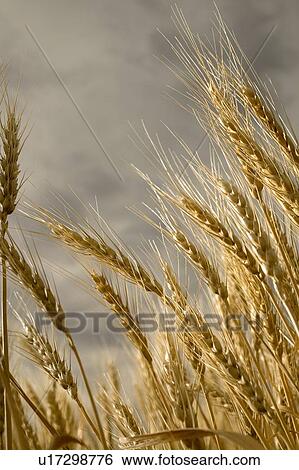 Stalks of wheat, Saskatchewan, Canada View Large Photo Image Stock Photograph - Stalks of wheat, Saskatchewan, Canada. Fotosearch