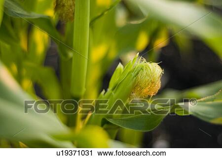 Stock Image - Top of ear of corn, organic garden, Manitoba, Canada. Fotosearch