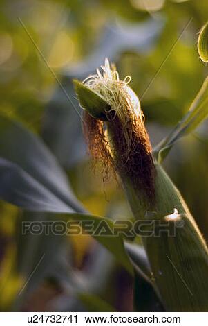 Stock Image - Top of ear of corn, organic garden, Manitoba, Canada. Fotosearch