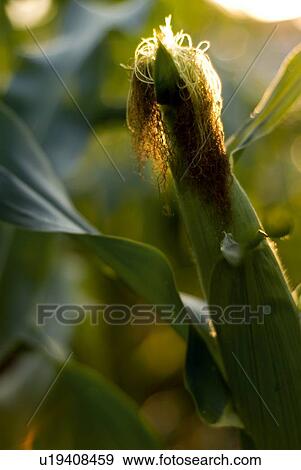Stock Photo - Top of ear of corn, organic garden, Manitoba, Canada. Fotosearch