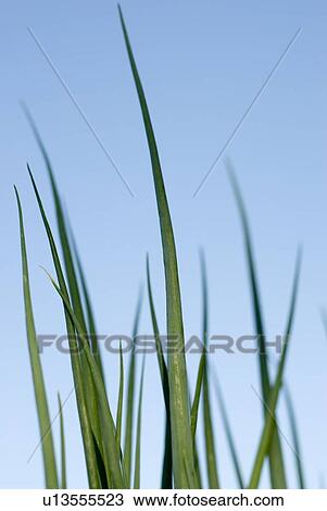 Stock Image - Tops of cooking onions in organic garden, Manitoba, Canada. Fotosearch