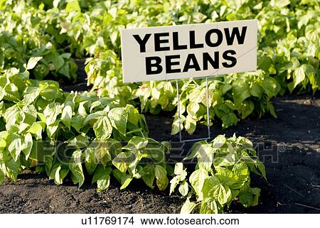 Picture - Yellow beans in organic garden, Manitoba, Canada. Fotosearch