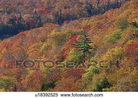 Autumn color. Cape Breton Highlands National Park. View Large Photo Image Stock Photography - Autumn color. Cape Breton Highlands National Park.. Fotosearch