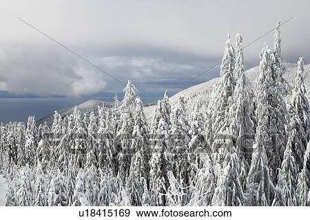 Stock Photo - Cypress Ski Resort, West Vancouver. Fotosearch